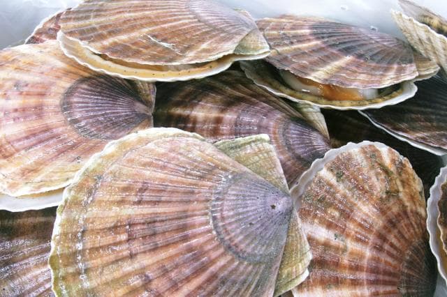 Scallop