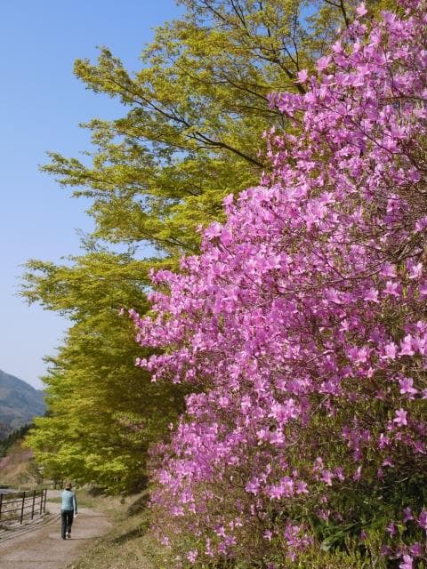 Takiyama Park Azalea