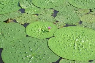 十二町潟水郷公園