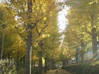 A row of ginkgo trees with colored leaves at Nishikameari Seseragi Park