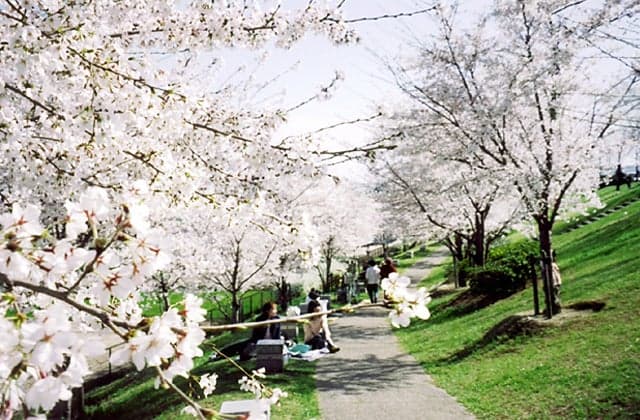 Cherry Blossom "Kizugawa, Green and Waterside Relax Corridor"