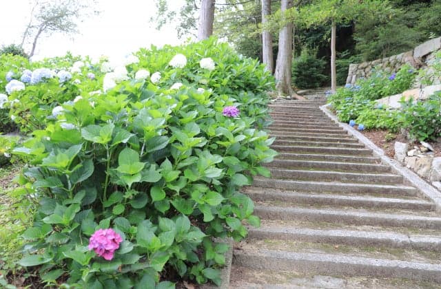 Hydrangea at Ida Shrine