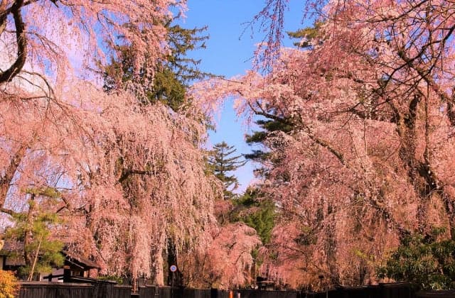 Weeping cherry tree in Kakunodate