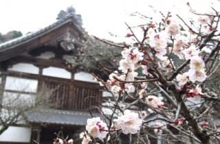 Ume (Daisho-in Temple)