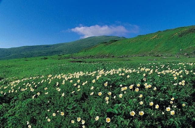 月山とチングルマ