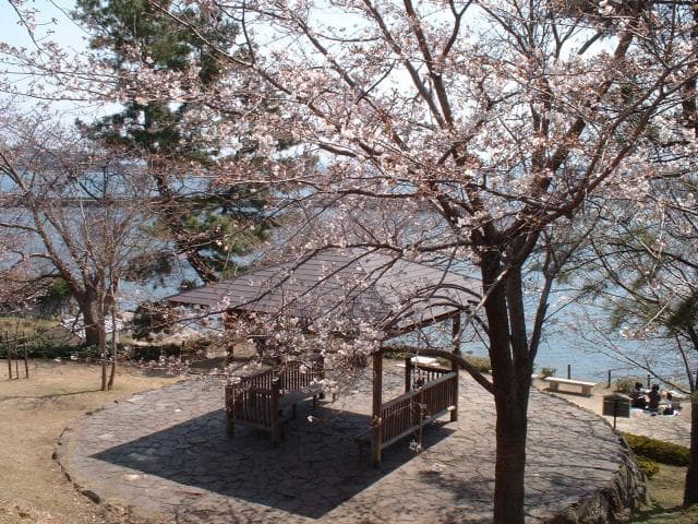 Cherry blossoms in Joshita Park