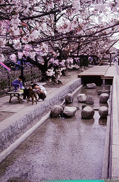 Cherry blossoms on the Midori River