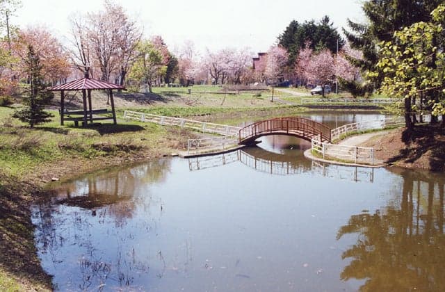 Cherry blossoms in Kompira Park