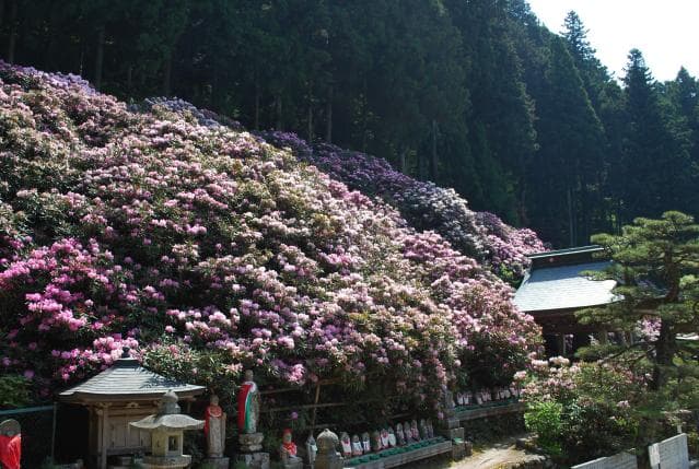 Yokominedera Ishikusuhana