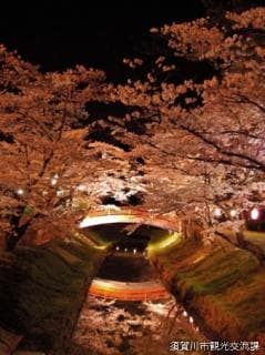 Night cherry blossoms