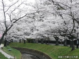 Cherry blossoms