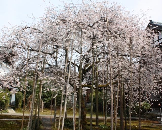 Cherry blossoms at Jofuku-ji Temple