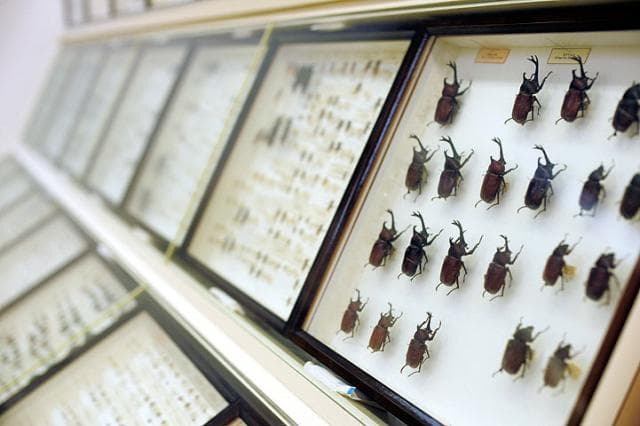 Insect Hall