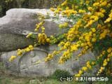 At the time of Yamabuki