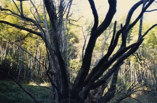 Natural monument Zhenxi wig tree