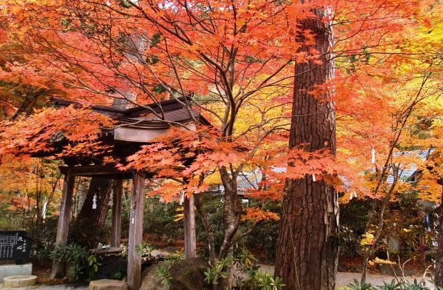 Autumn leaves of Yamamoto Fudoson