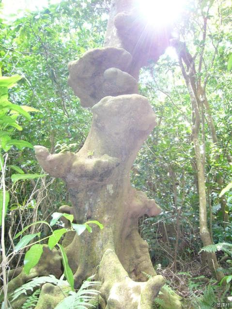 Zebrant tree