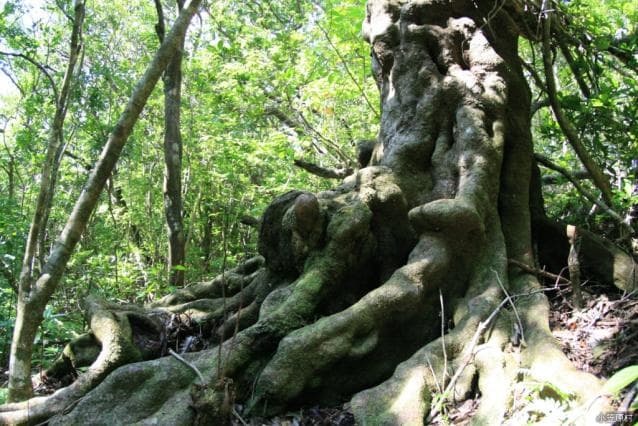 Zebrant tree