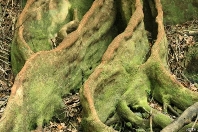 Zebrant tree