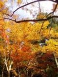 Autumn leaves of Shinomi 48 waterfalls