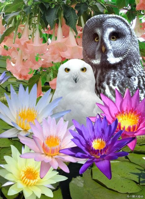 Kakegawa Kachoen Garden