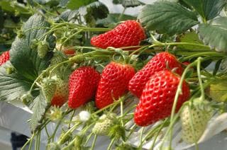 Omagaricho Strawberry