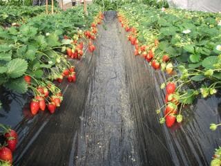 Omagaricho Strawberry