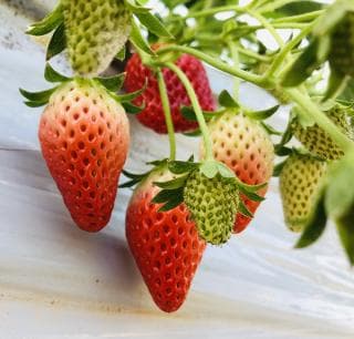 Omagaricho Strawberry