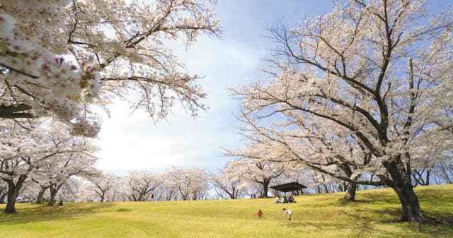 Ouse Park and Aise Sakuranosato Park