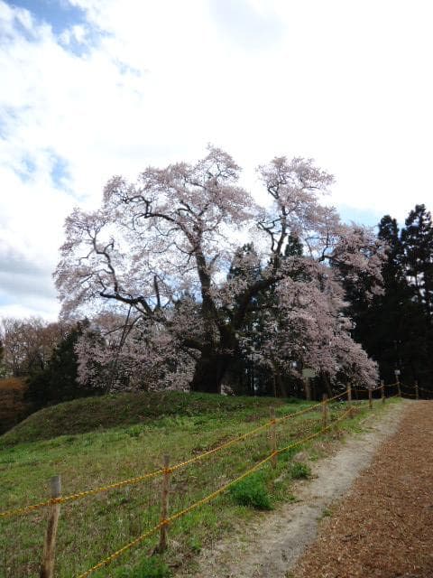 駒ザクラ　全景