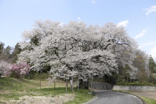 Sakura of Yamei