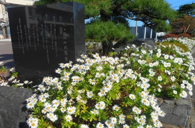 七ヶ浜の町花 ハマギク