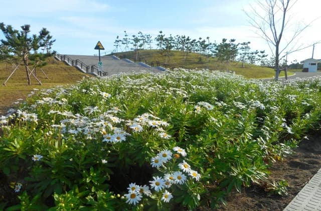 七ヶ浜の町花 ハマギク