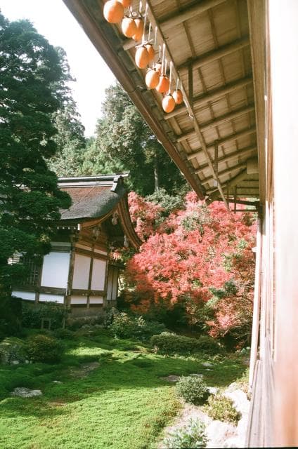 東光寺苔庭