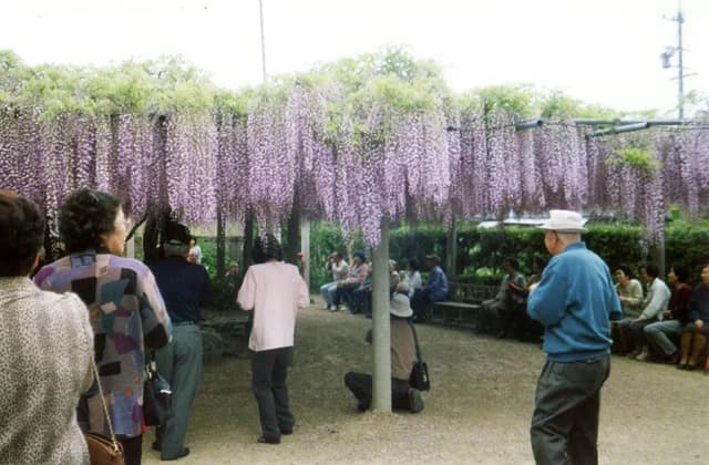 Fuji of Taigan-ji Temple
