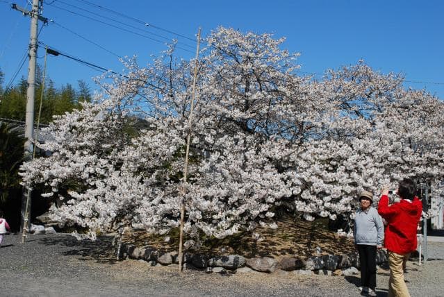 Ichiki Cherry Blossom