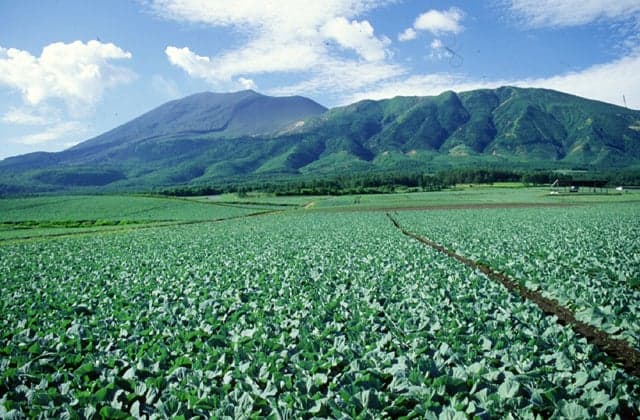 Tsumagoi Kogen Cabbage Field