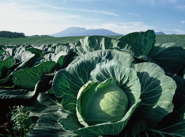 Tsumagoi Kogen Cabbage