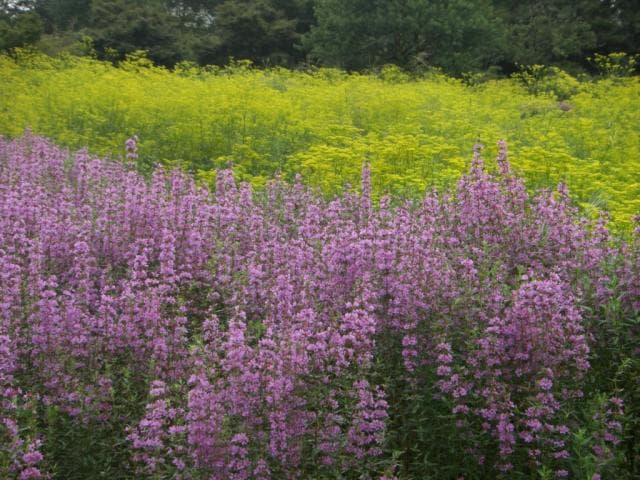 Misohagi and Ominaeshi