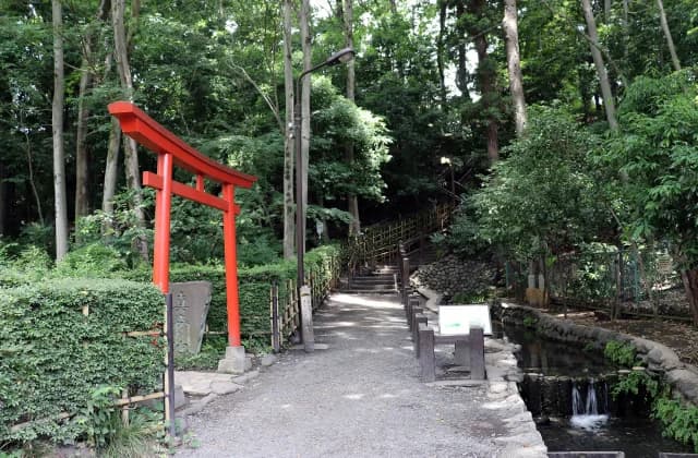 A true pond