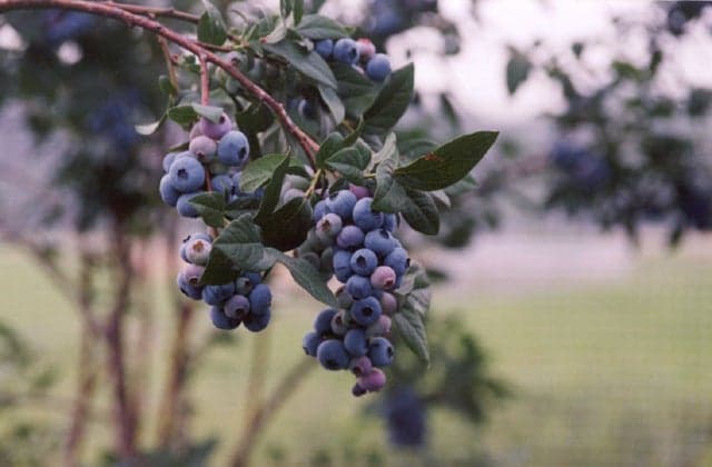 Blueberry