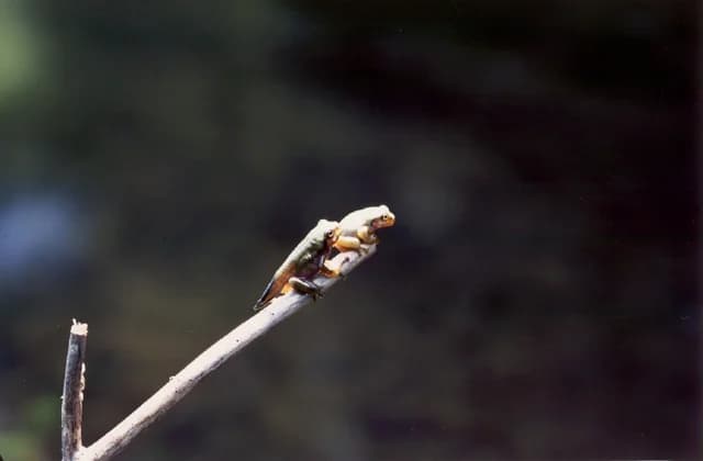 Moria frog in Hatcho Pond