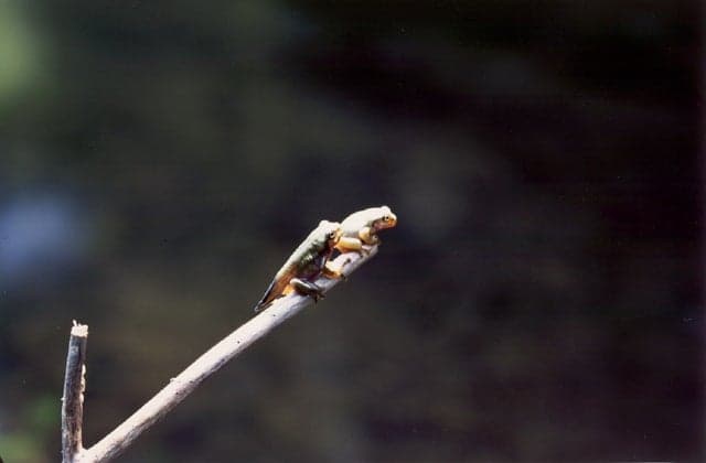 八丁池のモリアオガエル