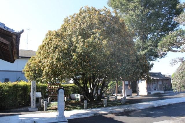 Kinmokusei at Eimeiji Temple