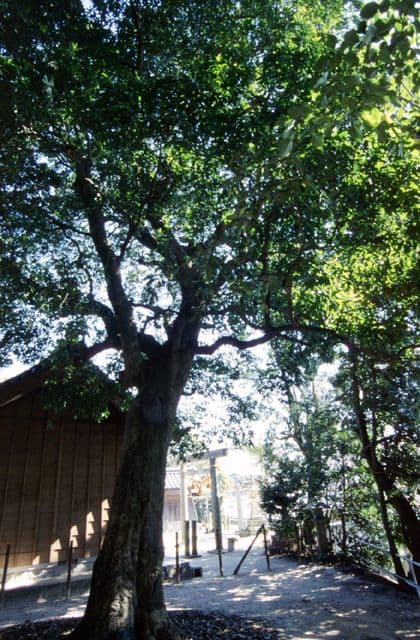 The Holt tree of Anashi Shrine