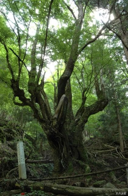 A tree of seven colors