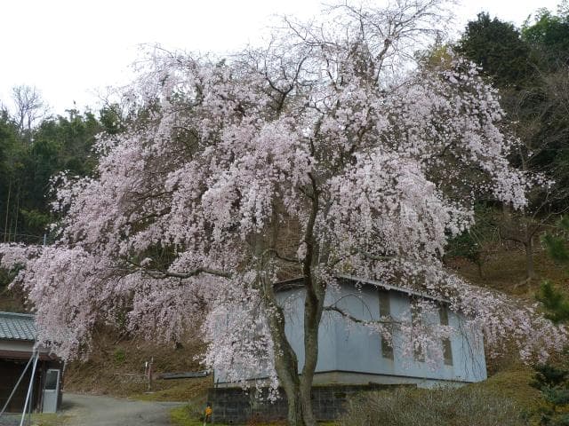 Weeping cherry tree in Onozu