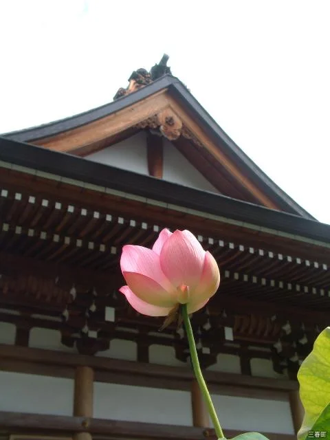 Hozo-ji Temple and lotus