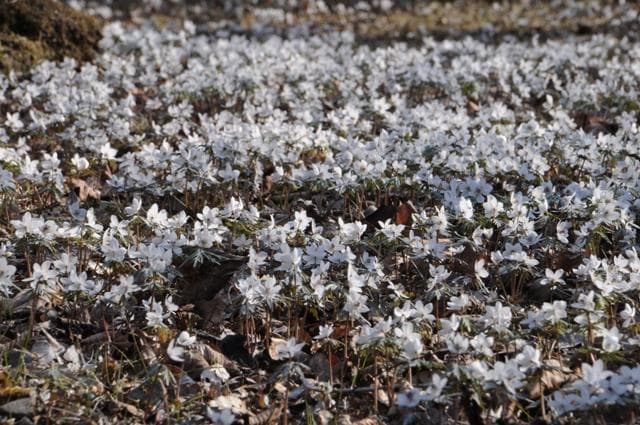 Setsubun grass garden that looks white as if snow had piled up