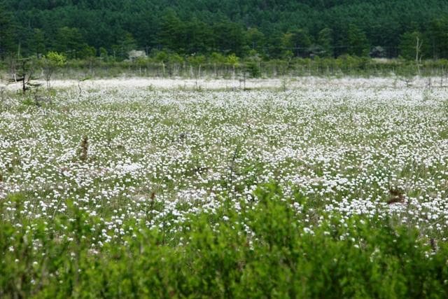 Watasuge of Senbaga Hara